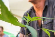 DJ Short Cultivation Seminar